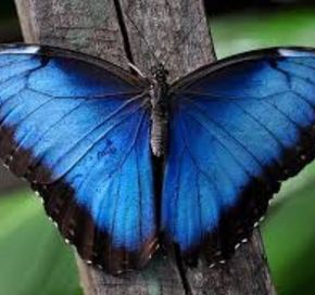 Natural Nanomaterials & Biomimicking Nanomaterials