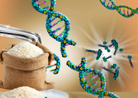 CRISPR Rice Revolution: The “Kamala” Breakthrough in Modern Agriculture